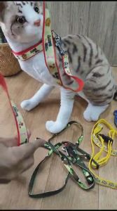 Tali Tuntun & Kalung Hewan Peliharaan: Aksesoris yang Wajib Dimiliki