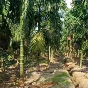 Pupuk Pinang Agar Cepat Berbuah