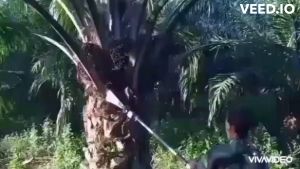 หัวเกียร์ตัดปาล์มน้ำมัน มาพร้อมเสียมแทงปาล์ม เคียวปาล์มและใบเลื่อย เปลี่ยนหัวได้ทั้ง 3หัว ประหยัดค่าจ้างแรงงาน มีอนุสิทธิบัตร