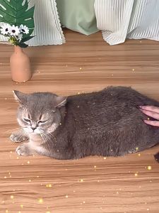 V.TOP 3in1 Sisir Semprot Kucing Otomatis Spray Sisir Bulu Kucing Anjing Sisir Kucing Bulu Pet Grooming
