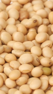 Soya Beans/ Soy Bean for Taho Soy Milk/ Soya (500g1kg) - Soy