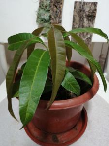 Mango Plant Organic