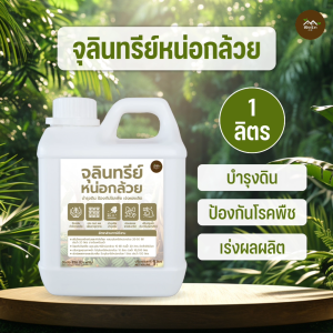 จุลินทรีย์หน่อกล้วย 1 ลิตร ตัวช่วยในการเร่งผลผลิต บำรุงดิน ป้องกันโรคในพืช