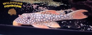 L14 Pleco | Sunshine Pleco | Live animal