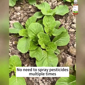 ✨1 Bottle Effect 10000㎡✨Insecticides for Vegetable Ethanolide 500ml Insecticide for Eggplant Emamectin Benzoate/Malathion Insecticide