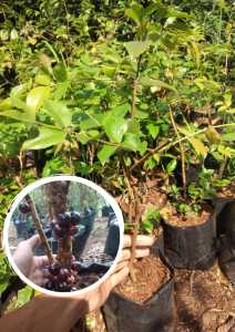 Bibit anggur brazil jenis preco