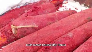 Kapsul Minyak Buah Merah Asli Papua Merk Ath-Thoifah isi 60 Kapsul