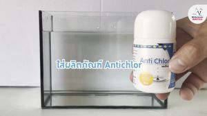 Anti Chlor แอนตี้คลอ ผลิตภัณฑ์ควบคุมคลอรีนในน้ำประปาหรือน้ำที่ผ่านการฆ่าเชื้อโรคด้วยคลอรีน