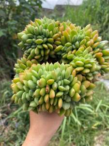 Succulents 105mm pot🌿 Pachyphytum Dr. cornelius 多肉諁化青星美人