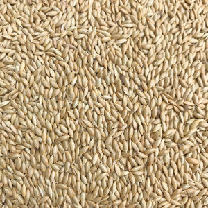 Import Garner Seed/Parrot Bird Food/Oil Tip Millet/White Tip Millet Seed Bird Food Nationwide