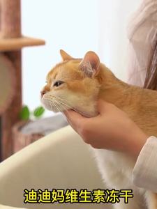 DIDIMA | Vitamin Freeze-dried Cat Snack Teeth Cleaning