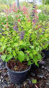 ซัลเวียกวารานิติกา Guaranitica กระถาง 8 นิ้ว (กทม)