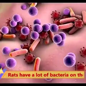 Safe & Effective Rat Repellent Plant Extracts