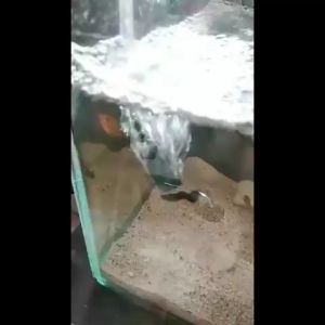 USB Aerator Gelembung Udara Emergency Aerator USB