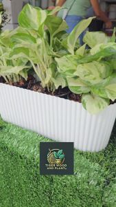 กระถางต้นไม้ ลายลูกฟูก พลาสติก กระถางราง 4นิ้ว