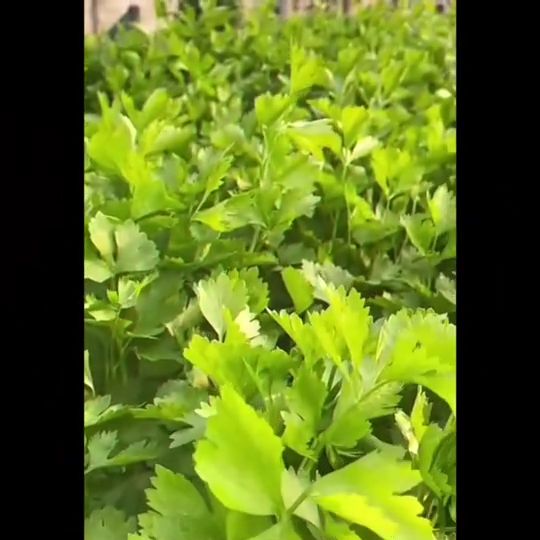 เมล็ดพันธุ์พริกขี้หนูขาวลูกผสม ตราม้ารุ้ง