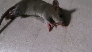 Mouse Catcher Trap Rat Terminator Rat Glue Board Mouse Trap Sticky Boards Indoor and Outdoor  粘鼠板