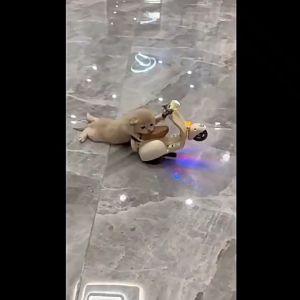 Hamster Electric Motorcycle Toy Swinging Rotating Electric Motorcycle Model Pet Toy