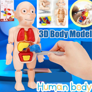 Kids Montessori 3D Puzzle Human Body Anatomy Model Organ Learning Assembled Educational Toy Teaching Tool Children