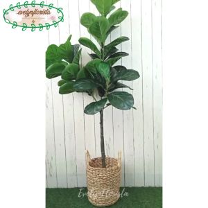 Tanaman Artificial Latex Pohon Ketapang X3 T140 Pot Dasar Cover Eceng Gondok Handle Dekorasi Aesthetic