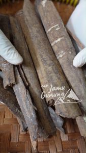 Kulit Kayu Mesoyi: Pilihan Terbaik untuk Anda