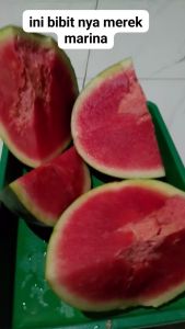 MARINA NON BIJI F1 20gr - Benih biji bibit semangka hibrida merah non biji BUAH BESAR JUMBO