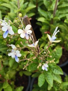 ผีเสื้อแสนสวย กระถาง 11 นิ้ว ต้นสวยและแข็งแรง (กทม)