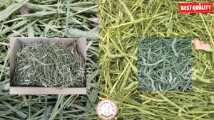 Makanan Kelinci Rumput Daily Timothy Hay Best Choice 100% Organic 1Kg