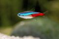 Neon Tetra Aquascape Fish 6pcs. 