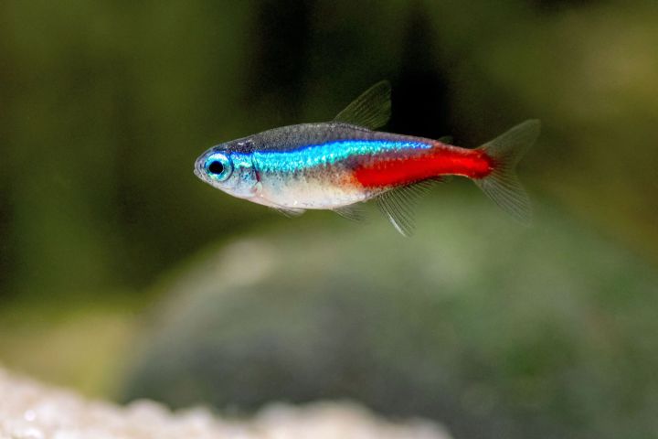 Neon Tetra Aquascape Fish 6pcs