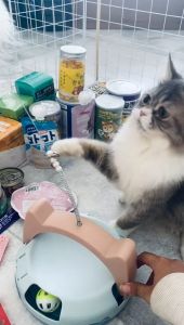 Mainan Kucing Interaktif Play Toy Cat Play Toy Tower Tier Bola Track Bulu Warna Stick Mainan Hewan