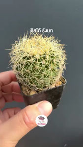 ดิสโก้ รังนก Discocactus Araneispinus แคคตัส กระบองเพชร cactus&succulent