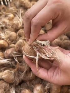 Combo 3 Củ giống hoa nghệ tây hoa màu vàng - kèm 3 viên nén xơ dừa ươm củ VTNT1