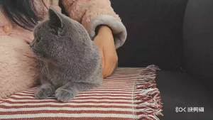 HamshMoc Pet E Collar Memory Steel Frame Water Resistant Lightweight Reflective For Recovery