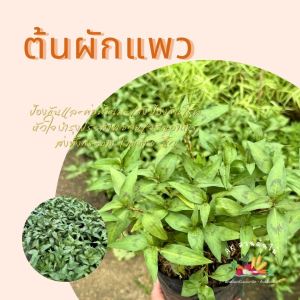 ผักเเพว ผักพื้นบ้าน ฆ่าเชื้อมะเร็ง ต้นเเข็งเเรง  ผักสวนครัว ผักสวนครัวปลูกง่าย ผักสวนครัวพร้อมปลูก ผักออร์แกนิก