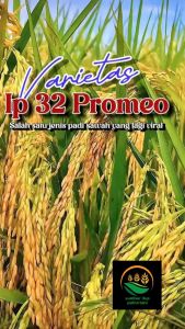 benih padi Inpari 32 promeo kemasan 1kg kualitas unggul