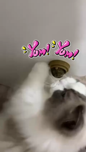 Cat Toys With Catnip Rotation Ball/360 Degree Rotation Avocado Shell Toy Pet Interactive Kitten Toys Pet Supplies