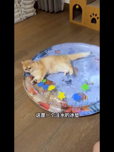 สัตว์เลี้ยงเสื่อน้ำ💦 ที่นอนเย็น เบาะน้ำพองลม 3 มิติ พร้อมปูปลาดุ้กดิ้กในน้ำ เบาะเป่าลม ของเล่นแมว