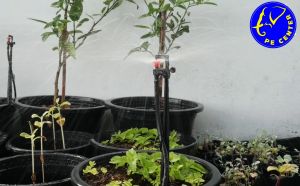 มินิสปริงเกอร์ D-Type สีแดง พร้อมขาปัก 30 เซนติเมตร สายไมโครครบชุด ระบบน้ำ และ MINI SPRINKLER