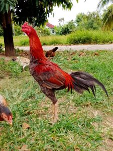 ไข่เชื้อไก่ชนพม่า&เยียร์ เก็บใหม่ทุกวันเบอร์แข้งดีมีเหลี่ยมโคร้งสร้างดีสมบูรณ์