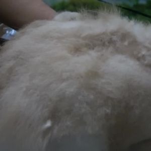 Fenice | Kéo Cắt Lông Thú Cưng Dạng Thẳng