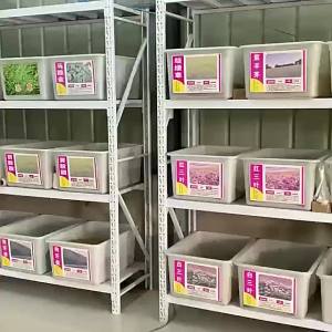 【耐踩踏】进口地毯草种籽草坪草籽四季常青矮生绿化草坪种子高档庭院草皮种