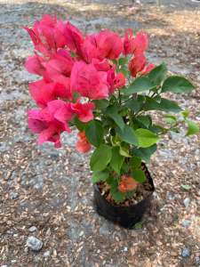 ต้นเฟื่องฟ้ ถุงดำ 4นิ้ว สูงจากปากถุง 30-40cm ต้นเฟื่องฟ้า ทนแดด ออกดอกทั้งปี Bougainvillea