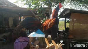 Boneka Latihan Ayam Aduan - Melatih Ayam Tarung