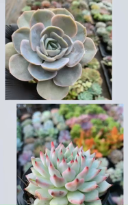 Sen Đá size bầu các Loại Lựa theo yêu cầu 5-7 cm cây già khỏe