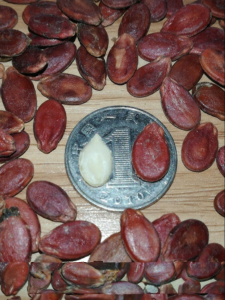 New Stock Guangxi Specialty Large Size Original Flavor Red Watermelon Seeds Farm Plantation Natural Uncolored Watermelon Seeds 500g