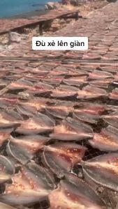 1kg Khô Cá Đù Xẻ Bướm Tẩm Vị Mặn Ớt Cay Vừa Ăn- VỰA KHÔ MINH TRIẾT