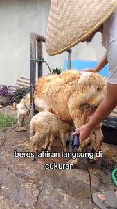 Paket Lengkap Mesin Cukur Hewan Baorun S1 Pro