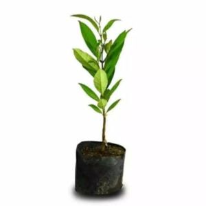 Bibit Tanaman Bumbu Daun Salam