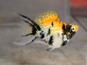 Red Head Balloon Molly Fish(Female) 红头短身气球茉莉鱼(母)❗️(Not random fish)❗️Fish same as order❗️42
